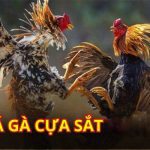 đá gà cựa sắt
