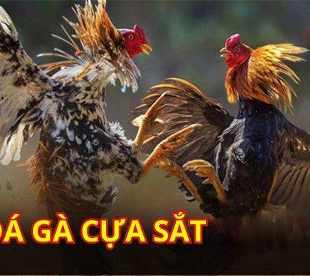 Hướng dẫn một số mẹo chơi đá gà cựa sắt mới nhất 2024 hiệu quả