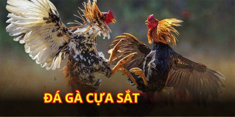 đá gà cựa sắt