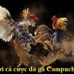 đá gà ăn tiền campuchia