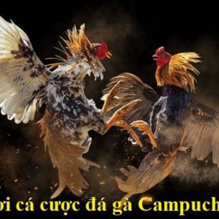 Đá gà ăn tiền Campuchia tại Win55 có uy tín không?