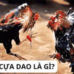 đá gà cựa dao