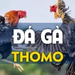 Khái quát cơ bản về đá gà trực tiếp Thomo là gì