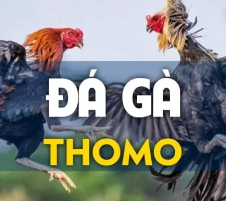 Đá Gà Trực Tiếp Thomo Là Gì? Ưu Điểm Và Cách Chơi Dễ Thắng
