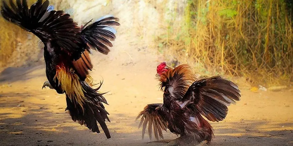 Phân bổ ngân sách hợp lý