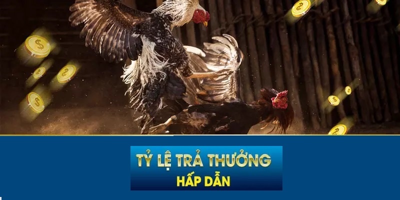 đá gà cựa dao