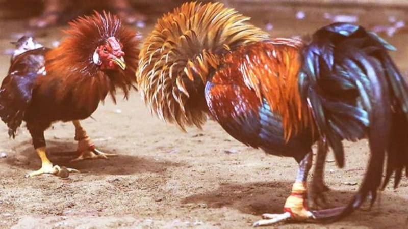 đá gà cựa sắt