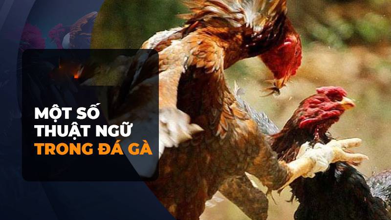 thuật ngữ đá gà