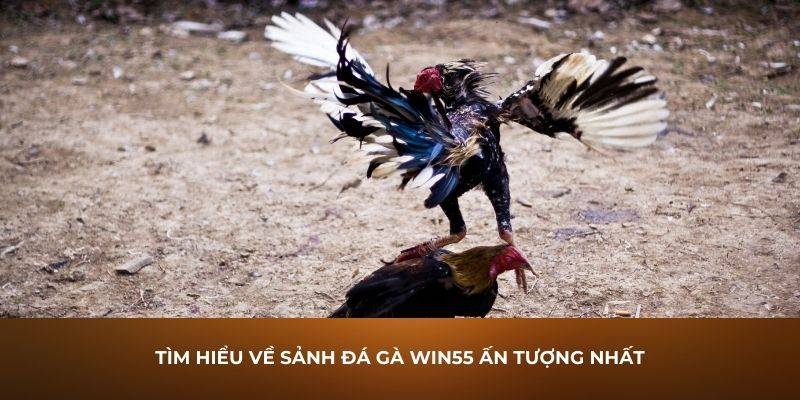 đá gà cựa dao
