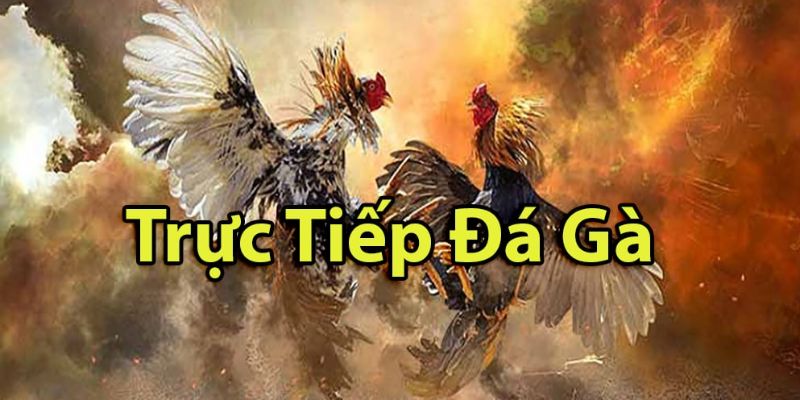 thuật ngữ đá gà