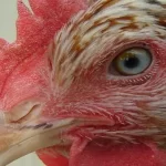 cách xem mắt gà chọi